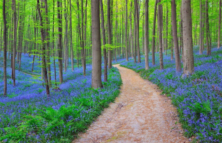 bluebells-in-halles-forest-belgium