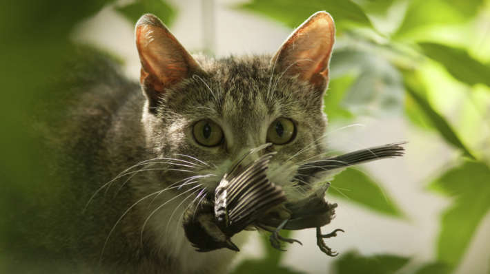 Котките избиват милиарди птици годишно