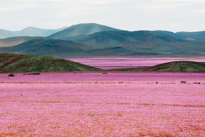 Най-сухото място на Земята се превърна в цветен оазис