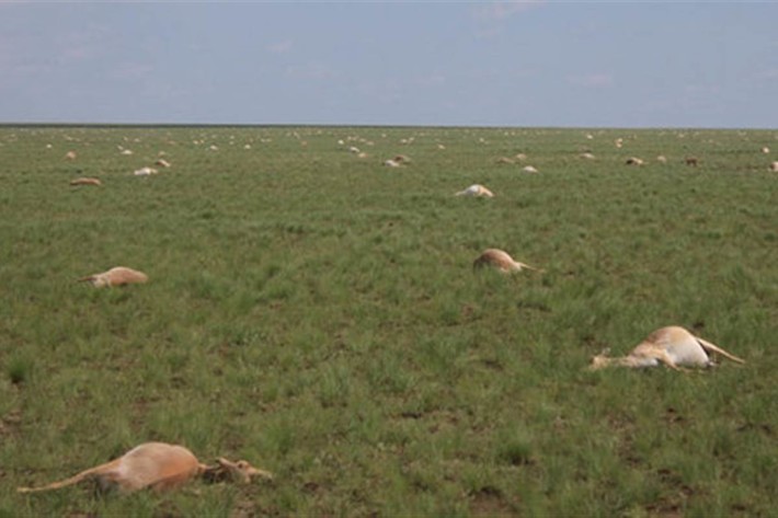 200 000 антилопи са загинали в рамките на 24 часа - ще оцелее ли видът?
