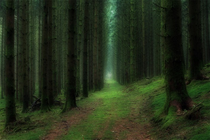 Дълбоко в зелената гора, Франция.