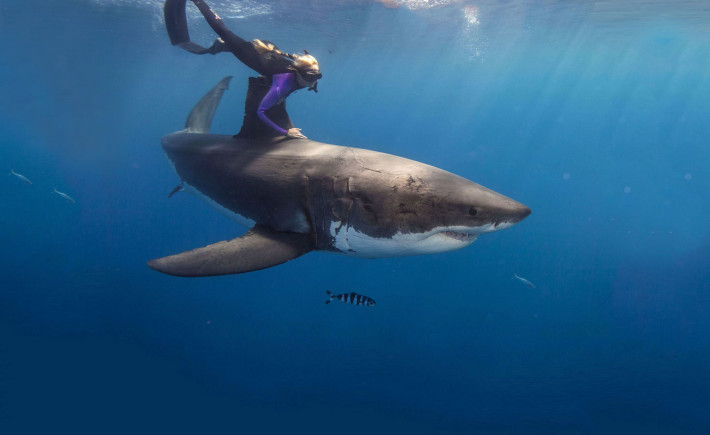 Оушън Рамзи – плуващата с акулите