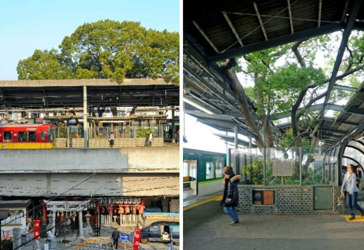 kayashima-station-camphor-tree-5