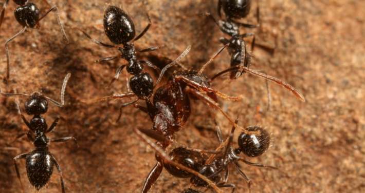 Африканска суперколония мравки е на път да превземе света