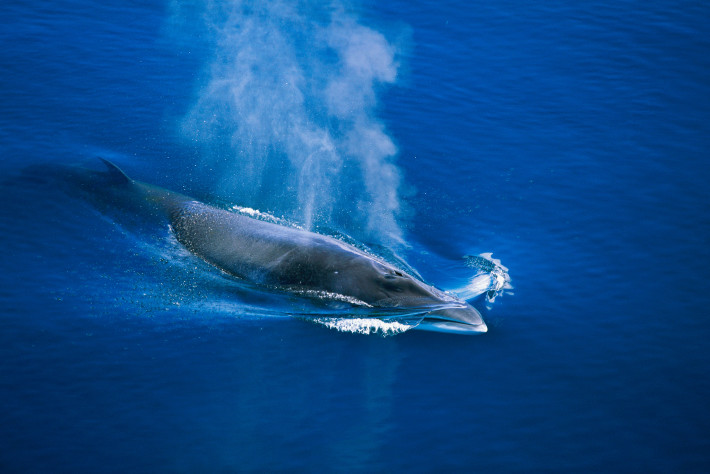 На пук на света, Япония прати кораби да избиват по 333 кита годишно