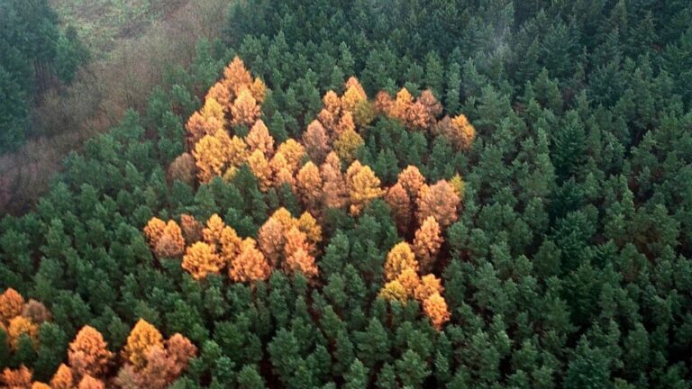 60 години свастика в гората е останала незабелязана