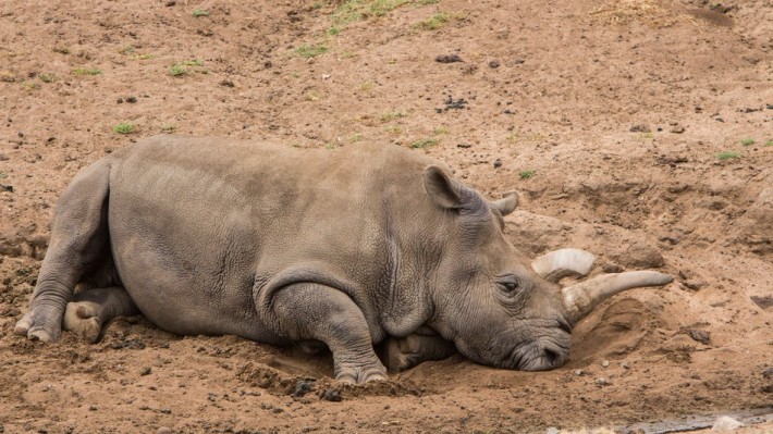 Почина един от последните судански бели носорози, остават 3