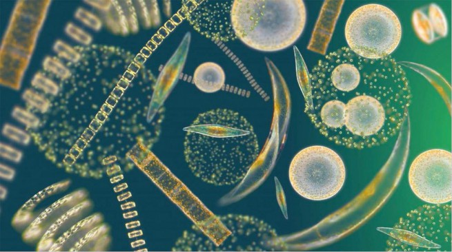 Парадоксът на фитопланктона