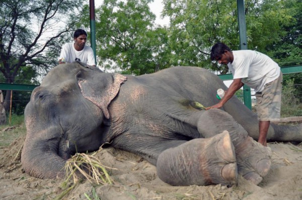 Слонът, който се разплака, когато го спасиха след 50 години мъчения