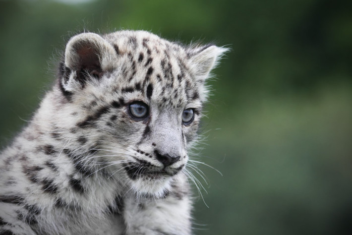 Краят на снежния леопард - ще спасим ли поредният изчезващ вид?