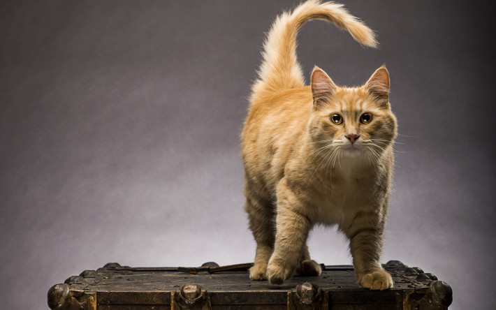 50 изумителни факта за котките