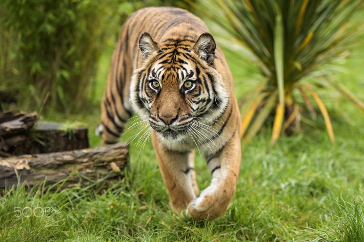 20 изумителни факта за тигрите