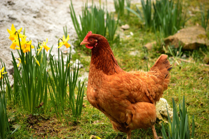 Каква е разликата между свободните кокошки и гледаните в клетки?