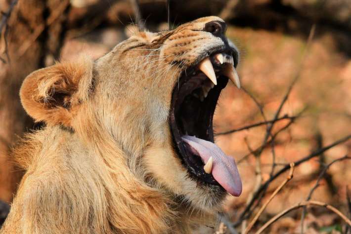 5 интересни факта за лъвовете