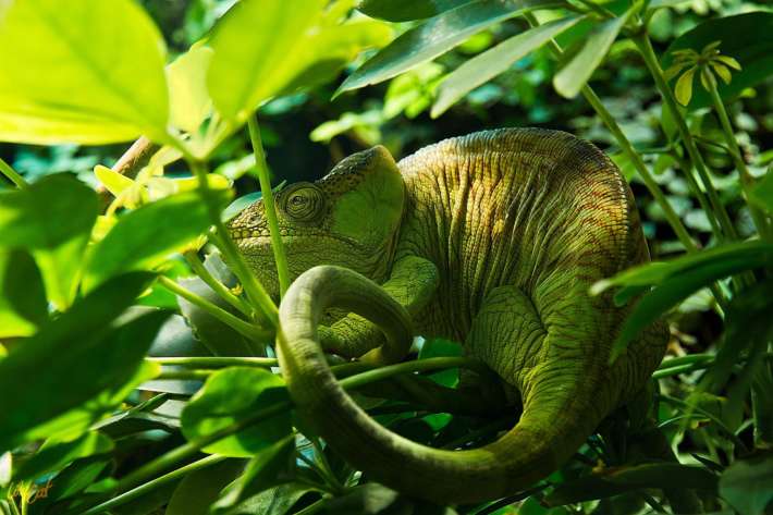 10 изумителни факти за хамелеоните