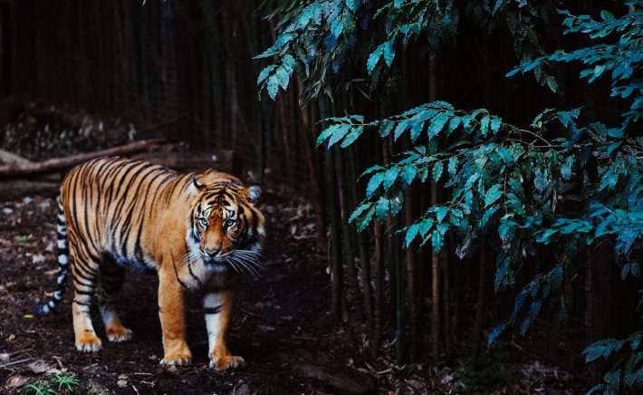 20 изумителни факта за тигрите