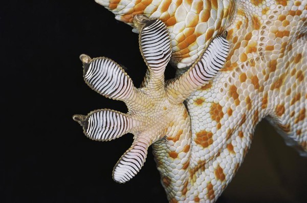 Катераческите умения на геконите