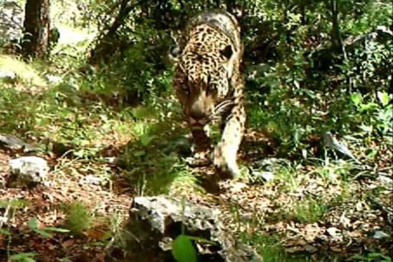 Заснеха на видео единствения останал ягуар в САЩ
