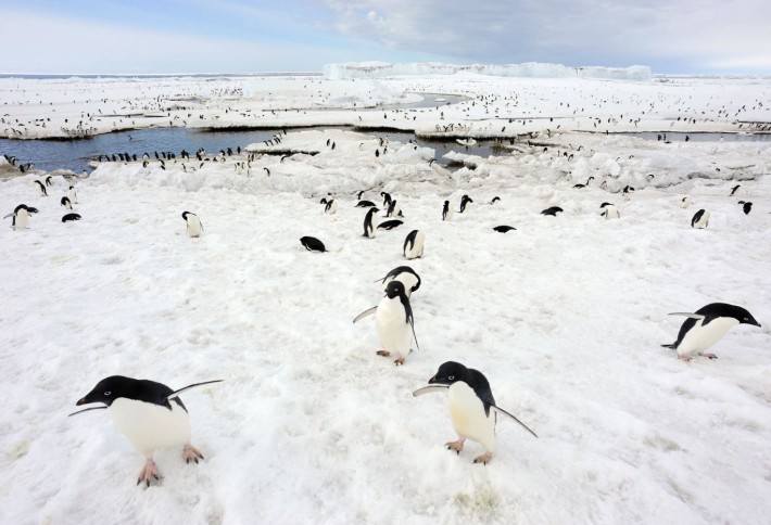 150 000 пингвина са загинали заради айсберг