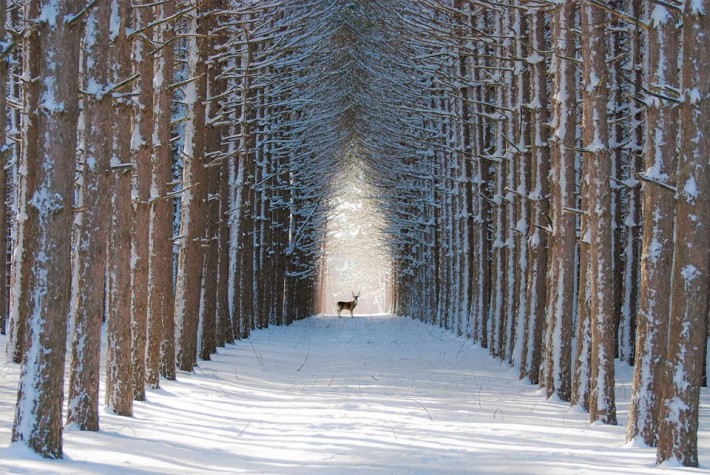 Вълшебна зима в Квебек, Канада.
