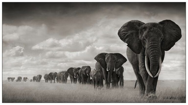 Изключителни снимки от Nick Brandt